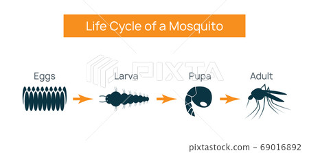 Mosquito life cycle insect. Water breeding egg vector larva aedes 69016892