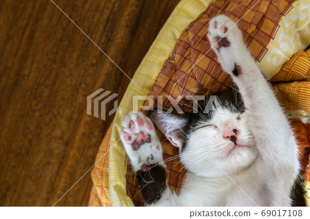 lazy kitten cat relaxes sleeping in blanket on wooden floor with warm sunlight at sunday morning, lazy kitten cat relaxes sleeping in blanket on wooden floor with warm sunlight at sunday morning, 69017108
