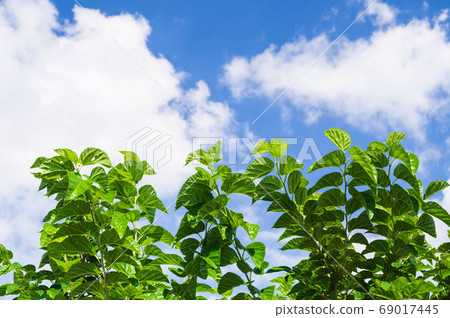 藍藍的天空和桑葉 69017445
