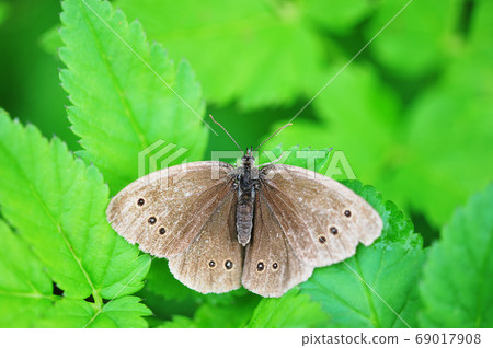 brown butterfly with spread wings sits on the brown butterfly with spread wings sits on the 69017908