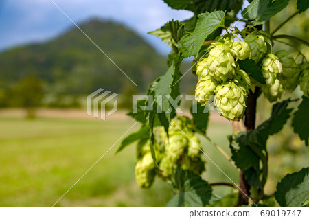 Green fresh hop cones for making beer, close up. 69019747