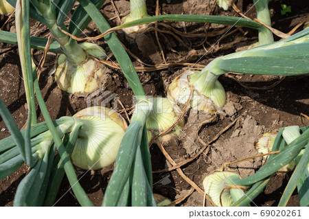 Onion cultivation onion field (May) 69020261