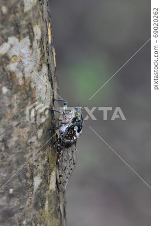 蟬,higashira,透明的翅膀 蟬,higashira,透明的翅膀 69020262