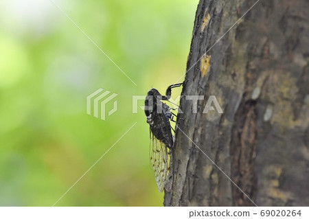 Cicada, transparent wings, higurashi Cicada, transparent wings, higurashi 69020264