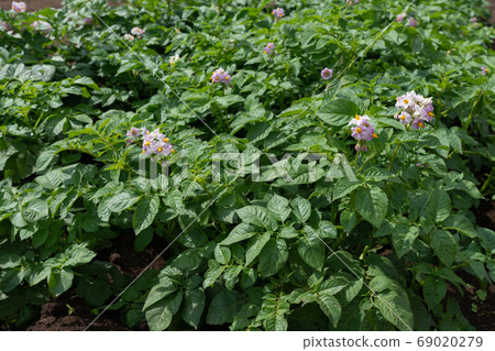 Blossoming potato field (May) Home garden 69020279