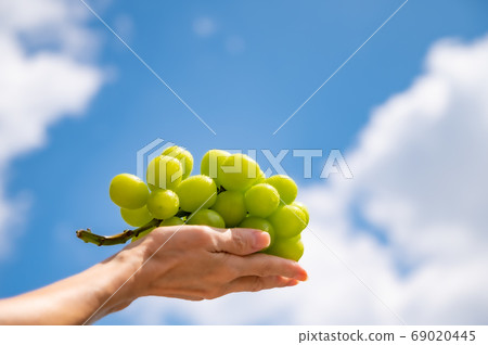 Shine Muscat and summer sky Shine Muscat and summer sky 69020445