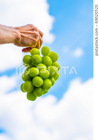 Shine Muscat and summer sky 69020520