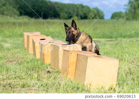 A Belgian Sheepdog searches for hidden object A Belgian Sheepdog searches for hidden object 69020613