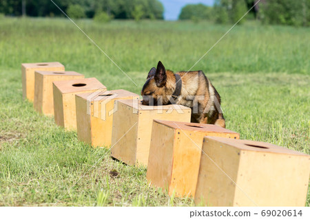 A Belgian Sheepdog searches for hidden object 69020614