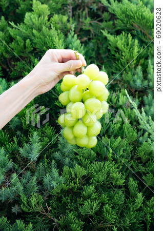 Shine Muscat and Higaki Kaya Kaibuki Shine Muscat and Higaki Kaya Kaibuki 69020628