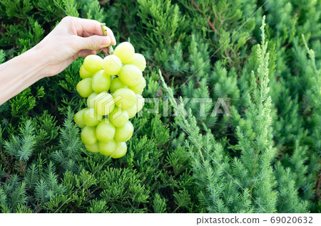 Shine Muscat and Higaki Kaya Kaibuki 69020632