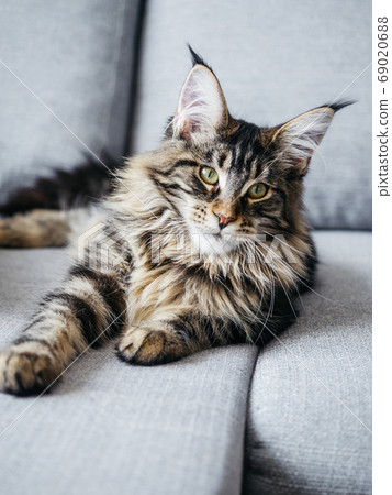 Beautiful 7 month Meine Coon lying on sofa Beautiful 7 month Meine Coon lying on sofa 69020688