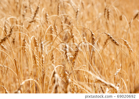 Golden wheat field, Agriculture farm and farming concept Golden wheat field, Agriculture farm and farming concept 69020692