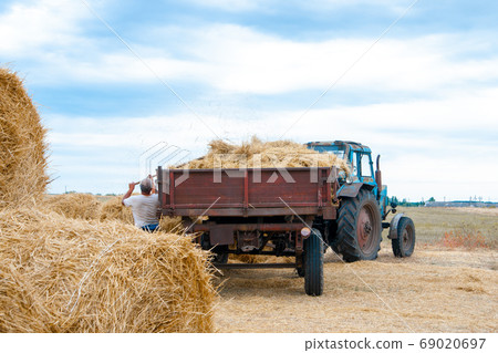 A farmer prepares hay for animals. A man throws hay into a tractor trailer. Agriculture concept 69020697