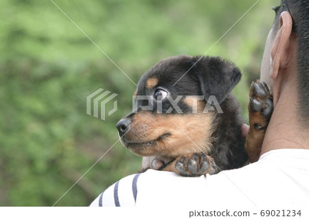 Puppy dog's head on the shoulder of adult man 69021234