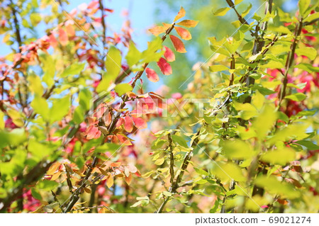Pierced autumn leaves Pierced autumn leaves 69021274