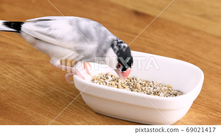 雄性櫻花鳥從容器中進食 雄性櫻花鳥從容器中進食 69021417