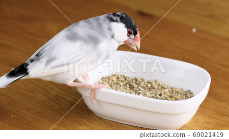 Male cherry blossom bird eating food from a container 69021419