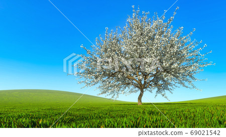 Spring landscape with single blooming cherry tree - Stock Illustration ...