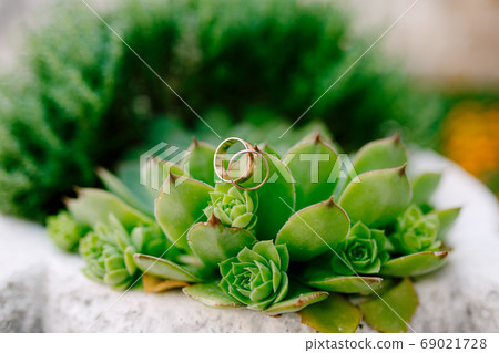 Close-up of wedding rings on the eonium plant on a blurred background. Close-up of wedding rings on the eonium plant on a blurred background. 69021728
