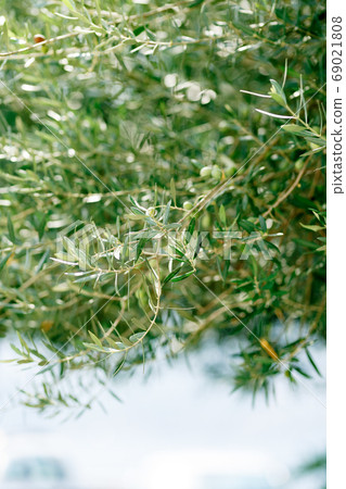 Olive branches with green olives against the blue sky. Olive branches with green olives against the blue sky. 69021808