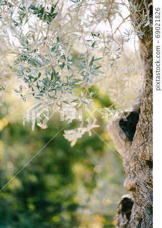 Branches of olive tree. Leaves near the bark of a tree. Branches of olive tree. Leaves near the bark of a tree. 69021826