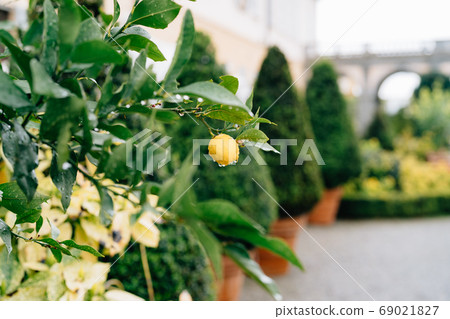 Yellow lemon fruit on the branches of the tree among the foliage, covered with raindrops. Yellow lemon fruit on the branches of the tree among the foliage, covered with raindrops. 69021827