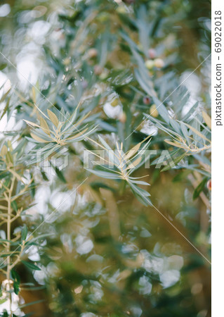 A close-up of blue fox trees on the branches. A small depth of field. 69022018