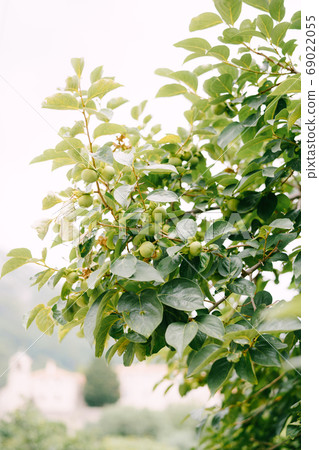 Green persimmon fruit on the branches of the tree. Green persimmon fruit on the branches of the tree. 69022055