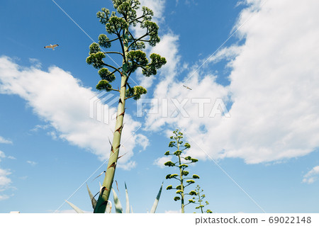 A fluffy crown of a blooming agave against the background of a blue sky, clouds and two flying birds. A fluffy crown of a blooming agave against the background of a blue sky, clouds and two flying birds. 69022148