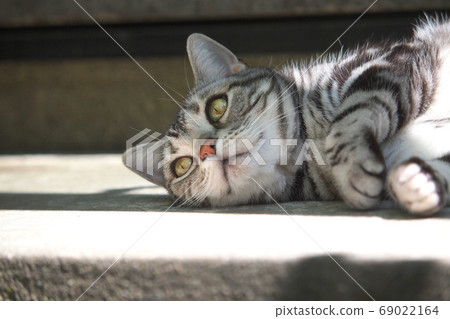 A cat lying on a wet edge sideways upper body up 69022164