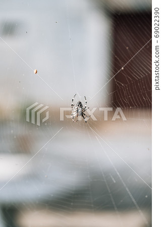 A spider spider weaves a web in the forest. A spider spider weaves a web in the forest. 69022390