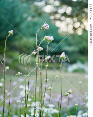 Autumn cosmos flower landscape Autumn cosmos flower landscape 69023471