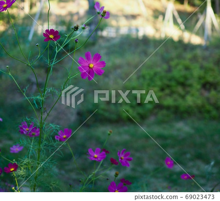 秋天的波斯菊風景 秋天的波斯菊風景 69023473