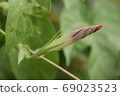 牽牛花芽 69023523
