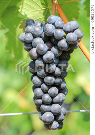 葡萄酒葡萄梅洛 葡萄酒葡萄梅洛 69023573