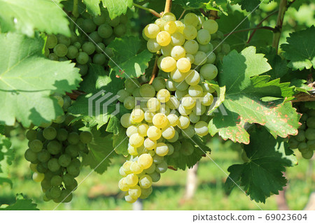 Grape for wine Sauvignon Blanc Grape for wine Sauvignon Blanc 69023604