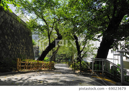 八月品川330五反田公園，一排排櫻花樹，池田山城南五山 69023679