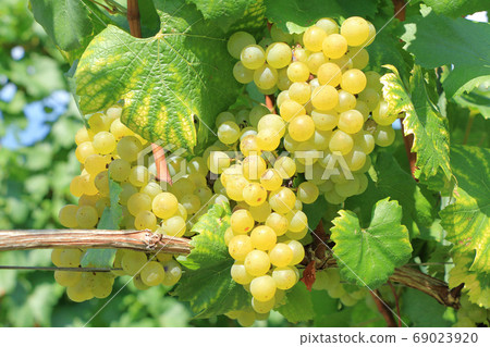 Wine grape Chardonnay Wine grape Chardonnay 69023920