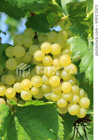 Wine grape Chardonnay 69023921