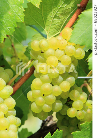 Wine grape Chardonnay Wine grape Chardonnay 69023927