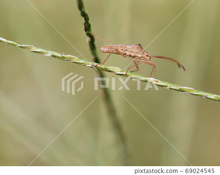 stink bug walking on a plant 69024545