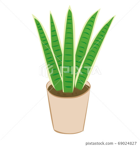 室內植物Sansuveria(矢量圖) 室內植物Sansuveria(矢量圖) 69024827