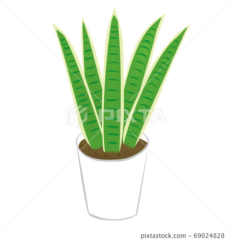 室內植物Sansuveria(矢量圖) 室內植物Sansuveria(矢量圖) 69024828