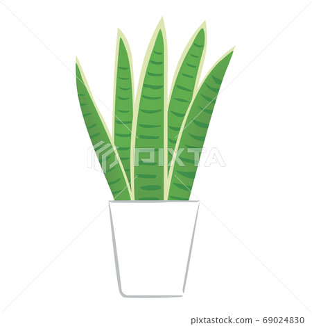 室內植物Sansuveria(矢量圖) 室內植物Sansuveria(矢量圖) 69024830