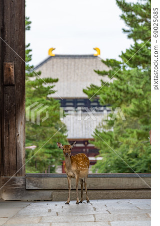 Todaiji Namdaemun和鹿 69025085
