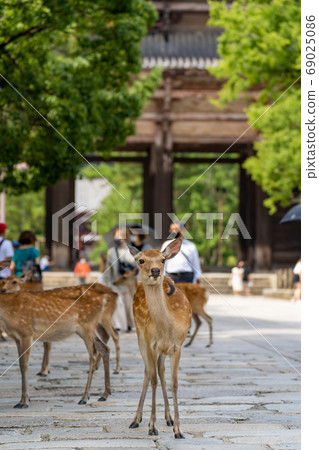 Todaiji Namdaemun and Deer 69025086