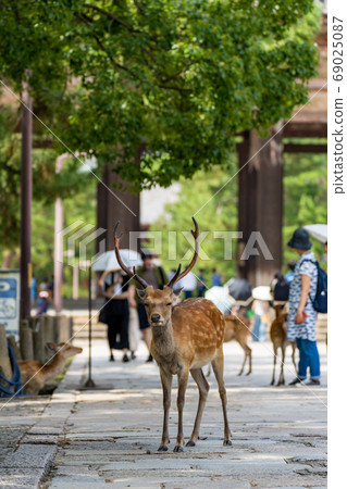 Todaiji Namdaemun and Deer 69025087