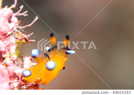 Udafuritsuzaya Umizushi 69025283