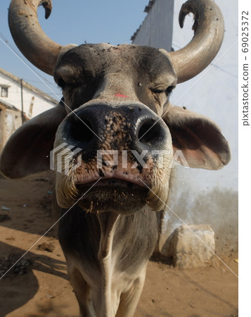 Indian stray cattle 69025372